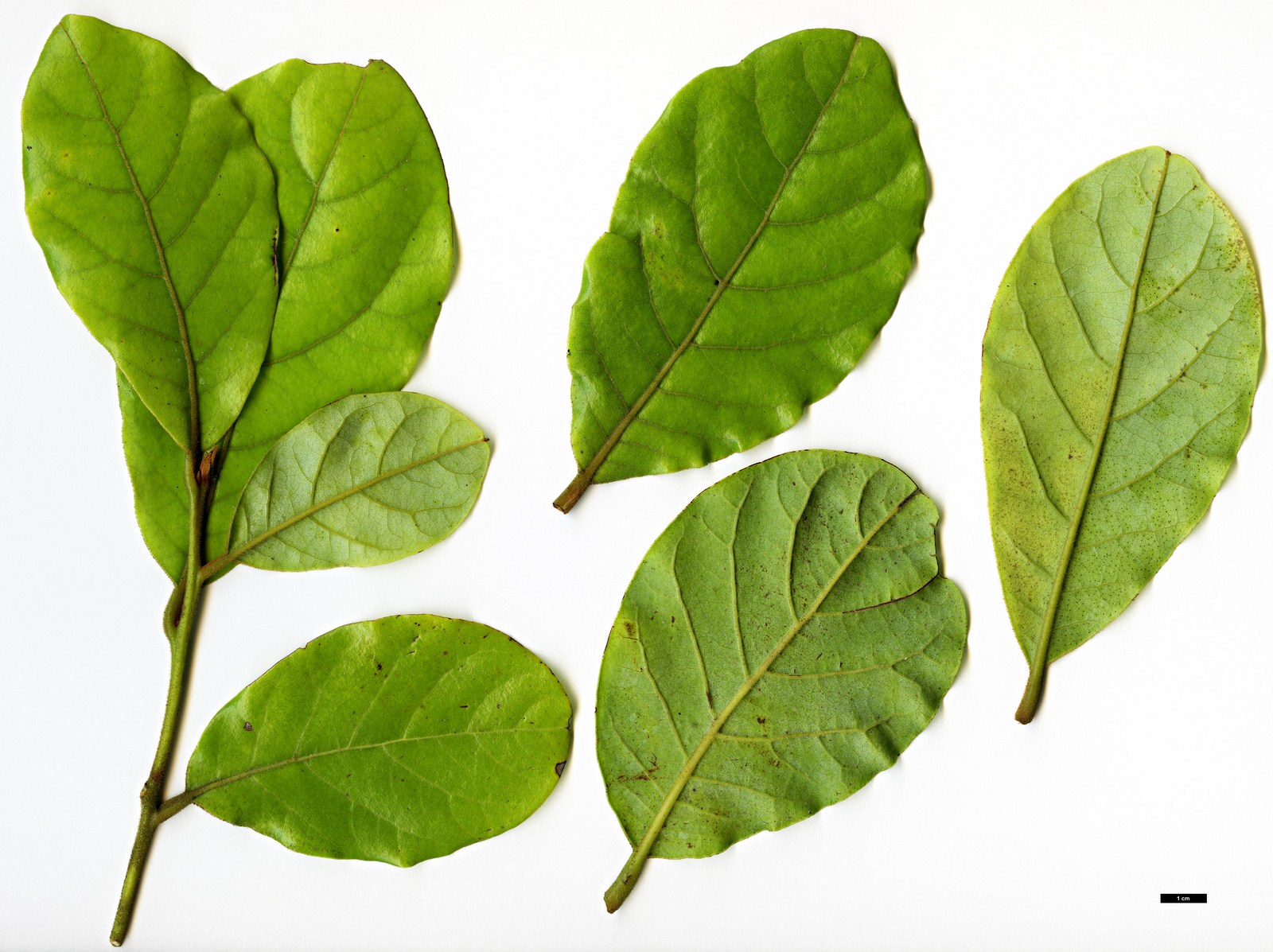 High resolution image: Family: Lauraceae - Genus: Beilschmiedia - Taxon: tarairi